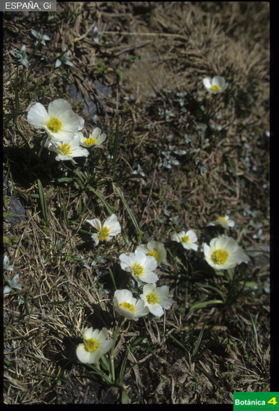 Ranunculus pyrenaeus fdl.jpg