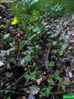 Ranunculus repens