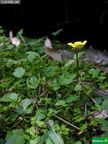 Ranunculus weyleri