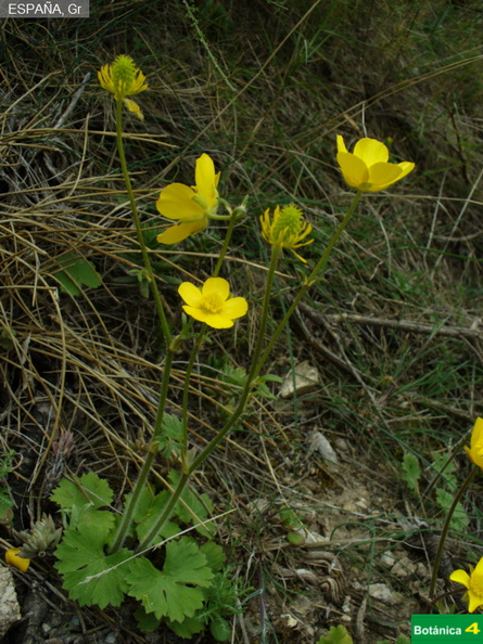 Ranunculus sp.jpg