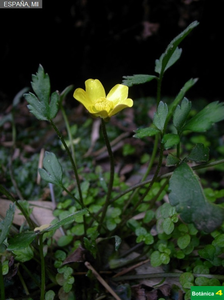 Ranunculus weyleri fdl-1.jpg