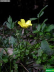 Ranunculus weyleri