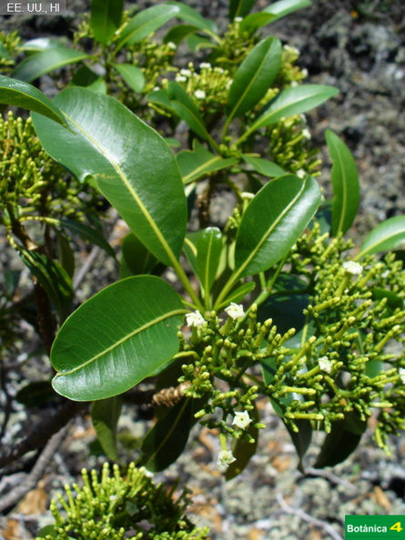 Rauvolfia sandwicensis fdl.jpg