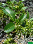 Rauvolfia sandwicensis