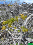 Reynoldsia sandwicensis