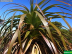 Richea pandanifolia