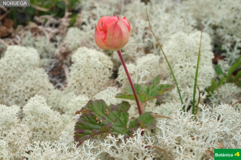 Rubus chamaemorus fdl.jpg