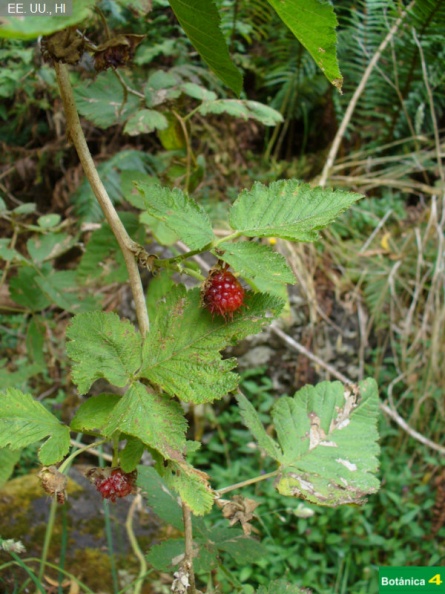 Rubus hawaiensis fdl.jpg