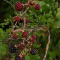 Rubus sp.