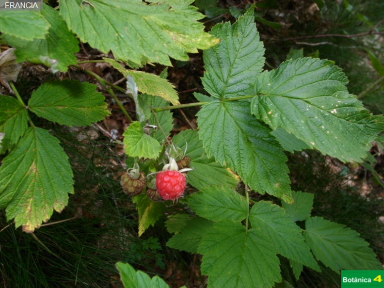 Rubus sp-1.jpg