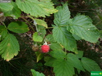 Rubus sp.