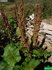 Rumex alpinus, rhubarbe des Moines