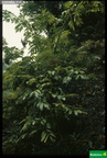Sambucus palmensis