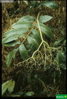 Sambucus palmensis