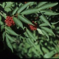 Sambucus racemosa