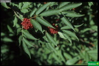 Sambucus racemosa