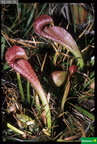 Sarracenia minor cf.