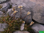 Saxifraga gr. paniculata