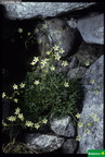 Saxifraga pentadactylis ssp. almanzorii