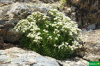 Saxifraga pentadactylis subsp. willkommiana