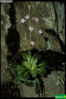 Saxifraga spathularis