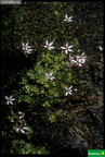 Saxifraga stellaris ssp. alpigena