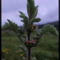 Scrophularia grandiflora