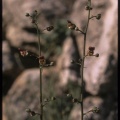 Scrophularia sciophyla