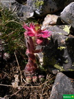 Sempervivum gr. montanum