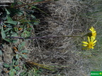 Senecio auricula subsp. castellanus