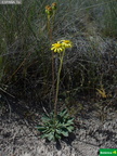 Senecio auricula subsp. castellanus