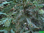 Sequoia sempervirens, estr__bilos femeninos