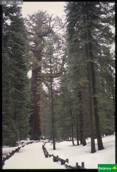 Sequoiadendron giganteum fdl-3.jpg