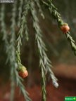 Sequoiadendron giganteum, conos masculinos