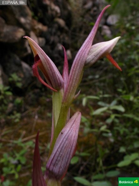 Serapias parviflora fdl.jpg
