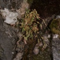 Silene foetida subsp. foetida