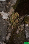 Silene foetida subsp. foetida