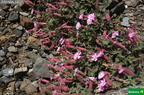 Silene foetida subsp. gayana