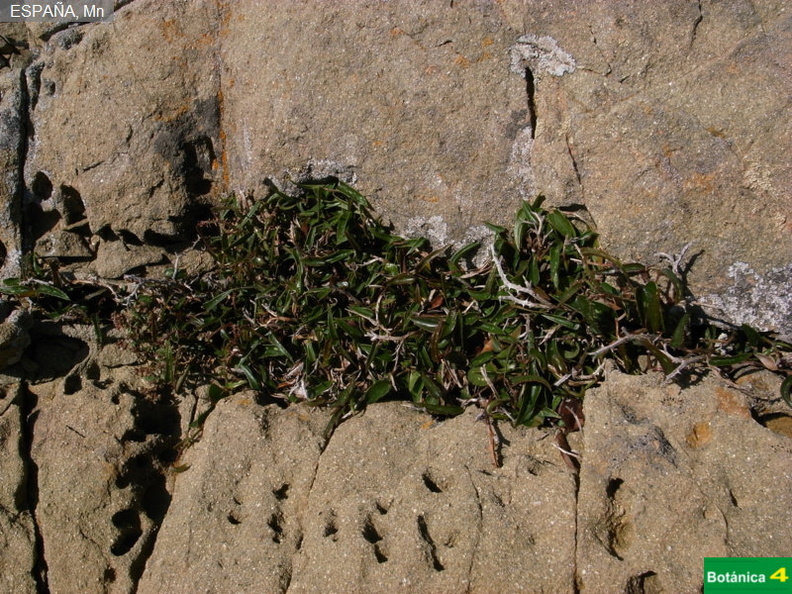 Smilax aspera ssp-3.jpg
