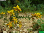 Stauracanthus boivinii