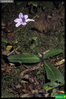 Streptocarpus primulifolius cf.