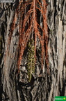Taxodium mucronatum