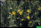 Teline linifolia