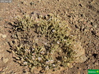 Tetramolopium humile ssp. haleakalae