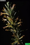 Thymelaea argentata