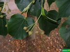 Tilia platyphyllos