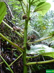 Touchardia latifolia