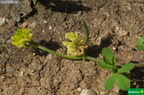 Trifolium campestre