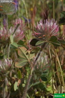 Trifolium hirtum cf.