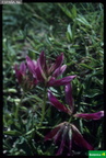 Trifolium pyrenaicum